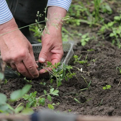 Mains gantées qui plantent des semis au jardin
